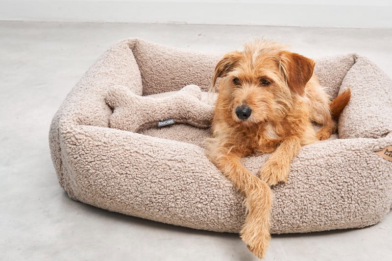 Navdih: Dnevna soba, Hišni ljubljenčki