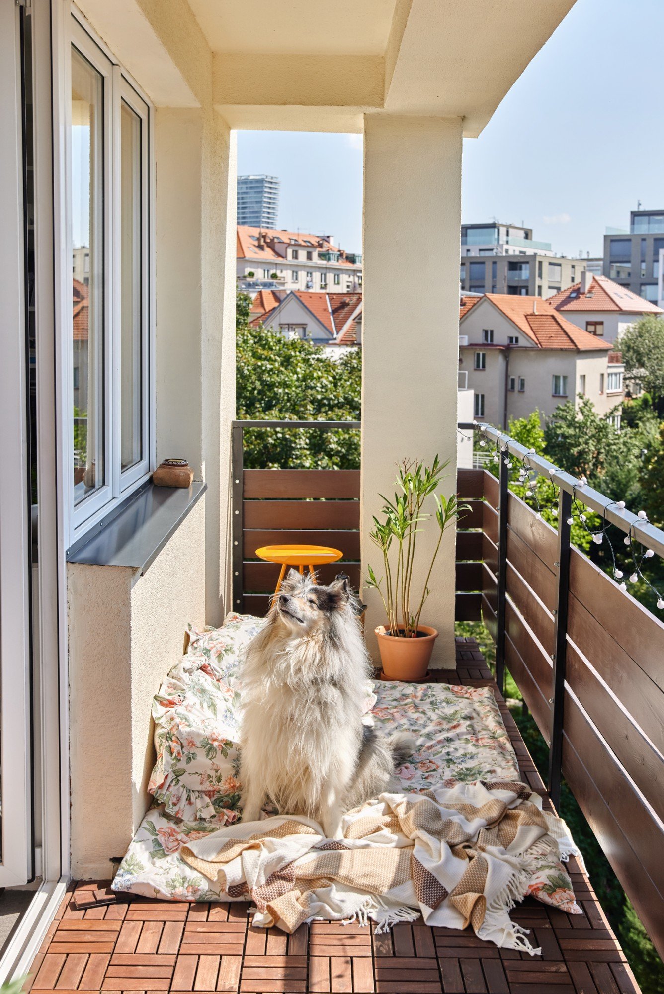 Kotiček za sprostitev, ki bo primeren tudi za hišnega ljubljenčka? Potrebujete le zunanjo blazino, nekaj vzglavnikov in mehko odejo.