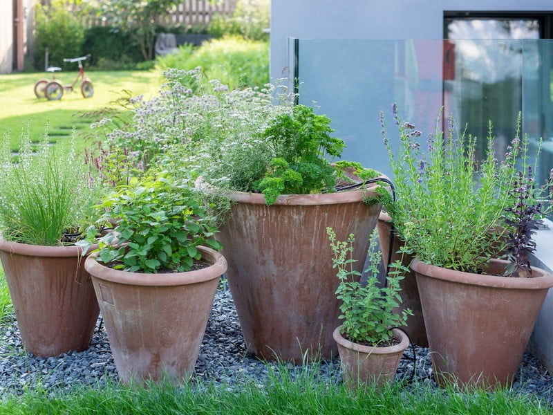 7 užitnih rastlin za vrt in balkon