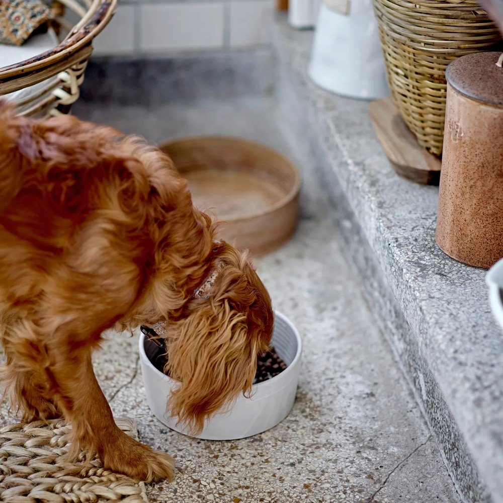 Navdih: Hišni ljubljenčki