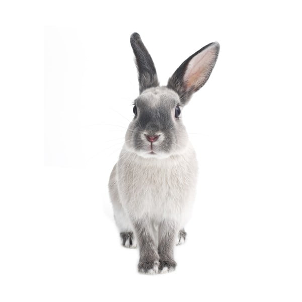 Stenska nalepka Dekornik Rabbit Harry, 50 x 103 cm