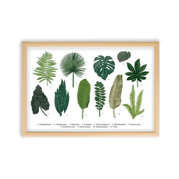 Slika z okvirjem iz borovega lesa Surdic Leafes Guide, 50 x 70 cm