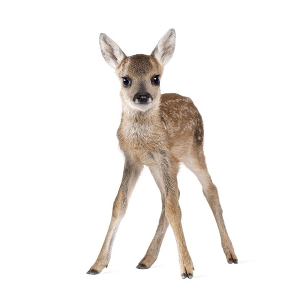 Stenska nalepka Dekornik Deer Lucy, 55 x 88 cm